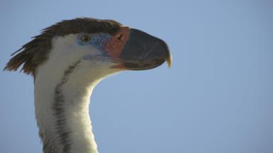 Planeta prehistórico 3x2