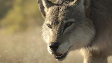 Planeta prehistórico 3x5